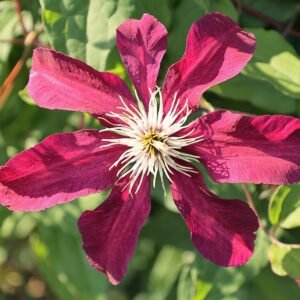 Clematis met grote, dieprode bloemen op vervaagde achtergrond.