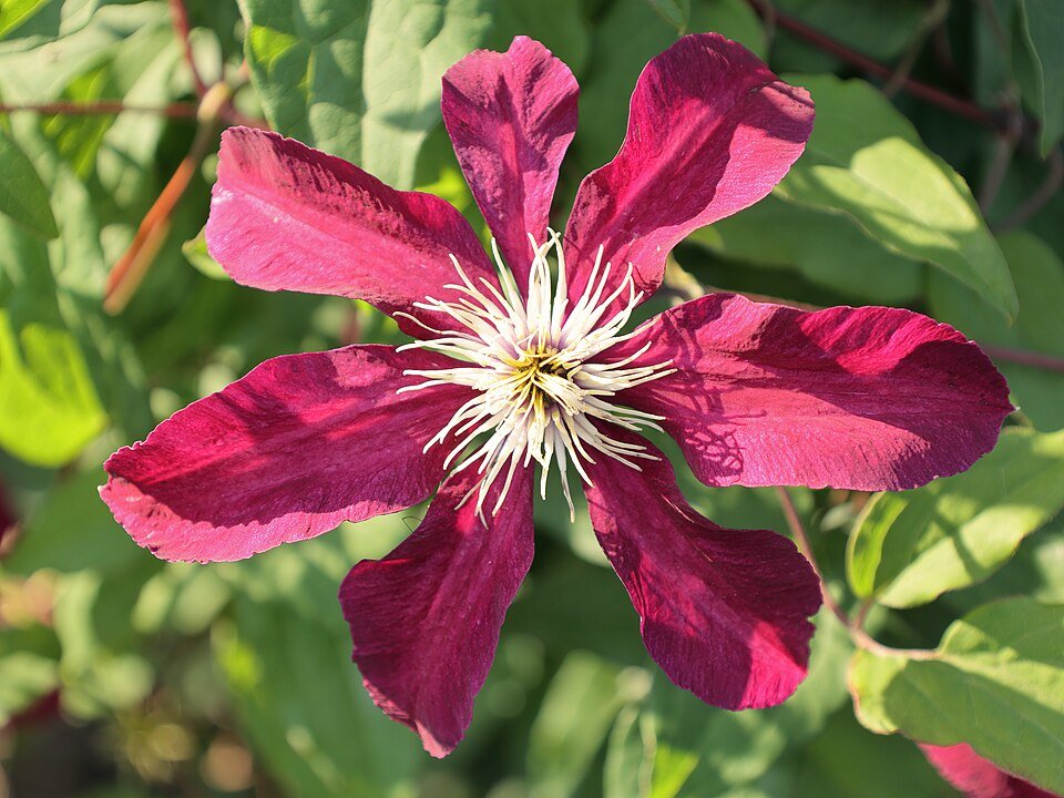 Clematis met grote, dieprode bloemen op vervaagde achtergrond.