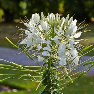 Cleome houtteana bloem in bloei met roze bloemblaadjes.