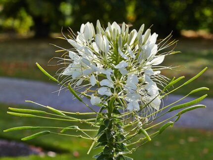 Cleome houtteana bloem in bloei met roze bloemblaadjes.