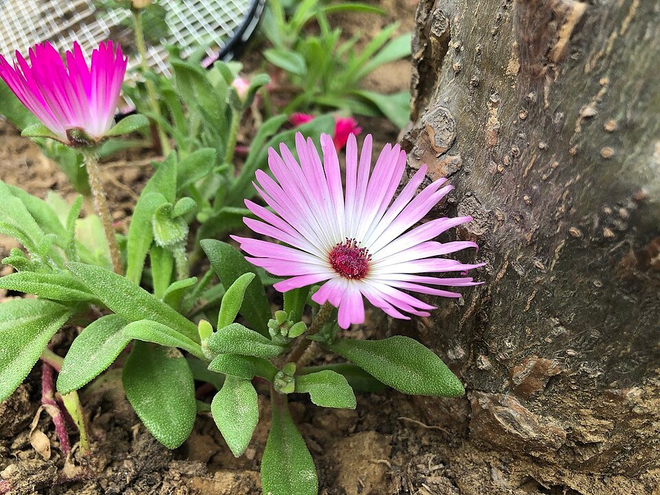 Luxe groene planten in stijlvolle pot, ideaal voor interieurdecoratie.