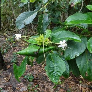 Clerodendrum floribundum bloemen in wit en roze op groene bladeren.