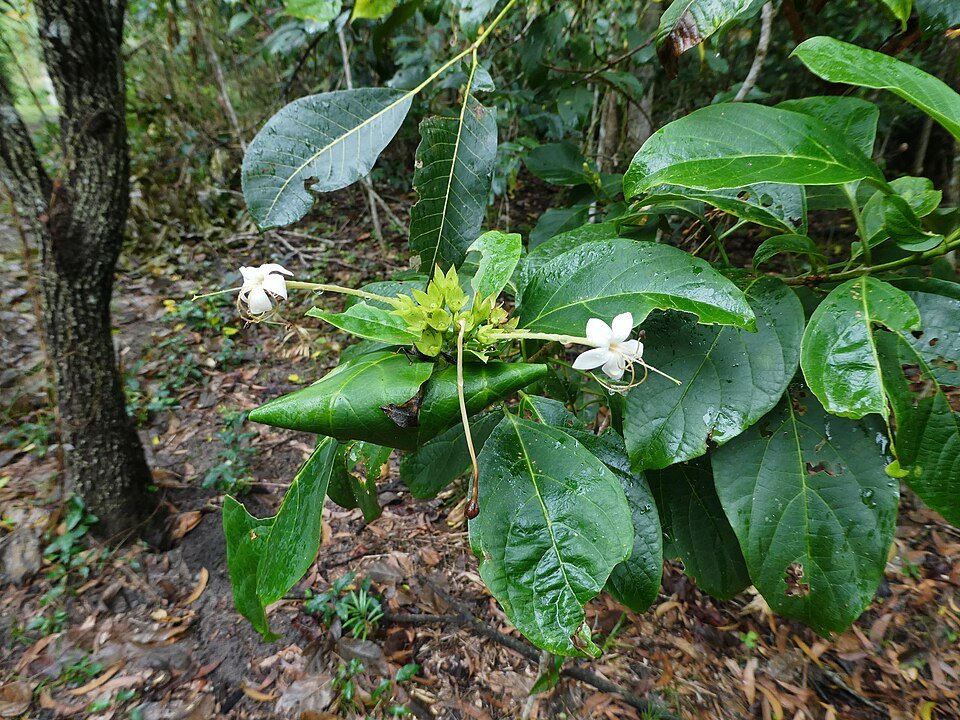 Clerodendrum floribundum bloemen in wit en roze op groene bladeren.
