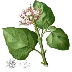 Clerodendrum chinense plant met witte bloemen en groene bladeren.