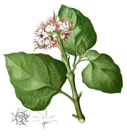 Clerodendrum chinense plant met witte bloemen en groene bladeren.