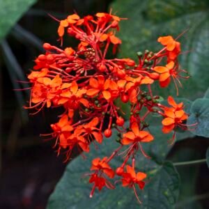 Rode bloemen van Clerodendrum speciosissimum in botanische tuin Tallinn, Estland.