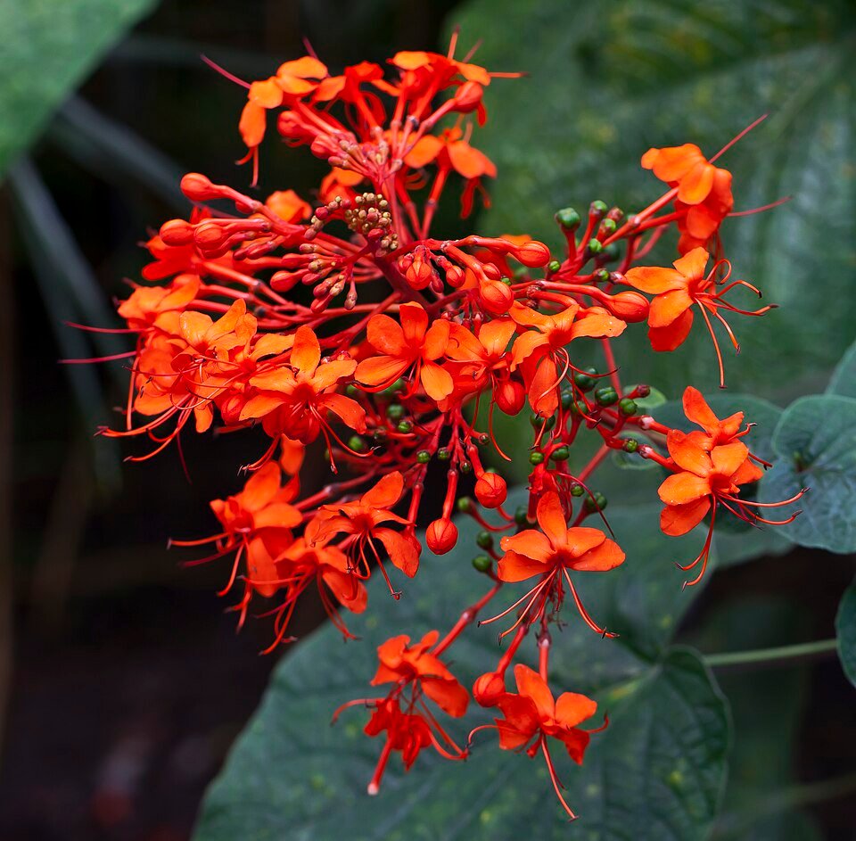 Rode bloemen van Clerodendrum speciosissimum in botanische tuin Tallinn, Estland.