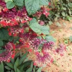 Rode bloemen van Clerodendrum splendens plant op groene bladeren.