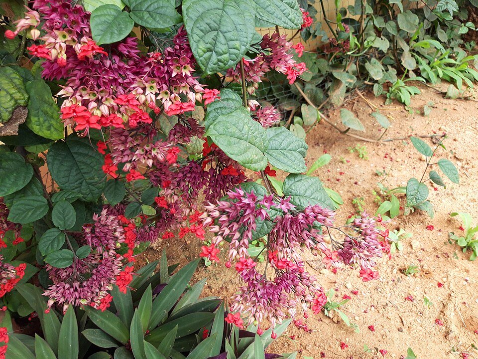 Rode bloemen van Clerodendrum splendens plant op groene bladeren.