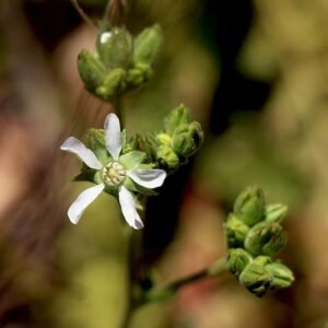 Bloeiende Clevelands horkelia, een geweldige nectarbron voor bestuivers.