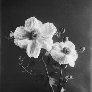 Close-up van een exemplaar van de Matilija-papaver Romneya coulteri.