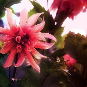 Yellow Dahlia flower with green leaves in close-up view.