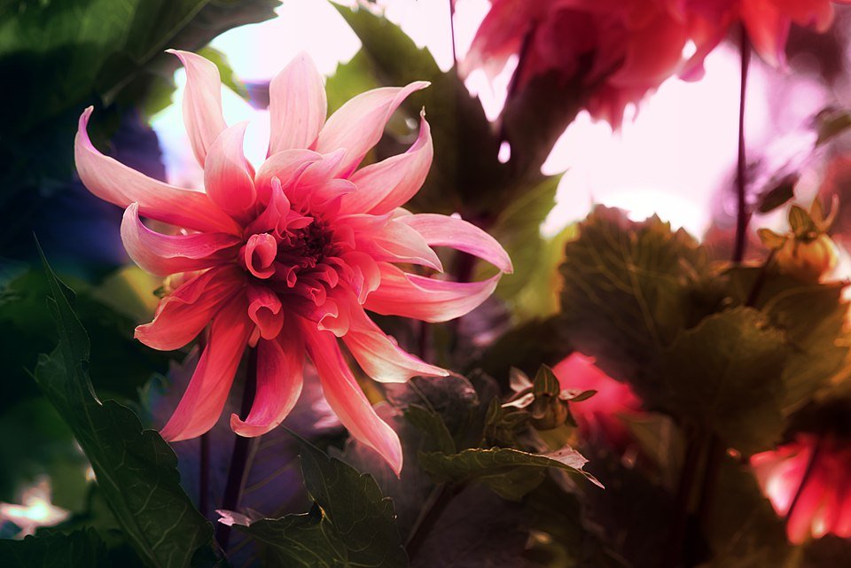 Yellow Dahlia flower with green leaves in close-up view.