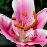Close-up van Lilium 'Stargazer' leliebloem in volle bloei.