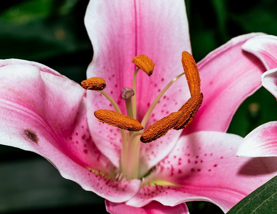 Close-up van Lilium 'Stargazer' leliebloem in volle bloei.