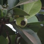 Clusia rosea plant met glanzende groene bladeren en witte bloemen.