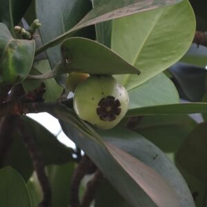 Clusia rosea plant met glanzende groene bladeren en witte bloemen.