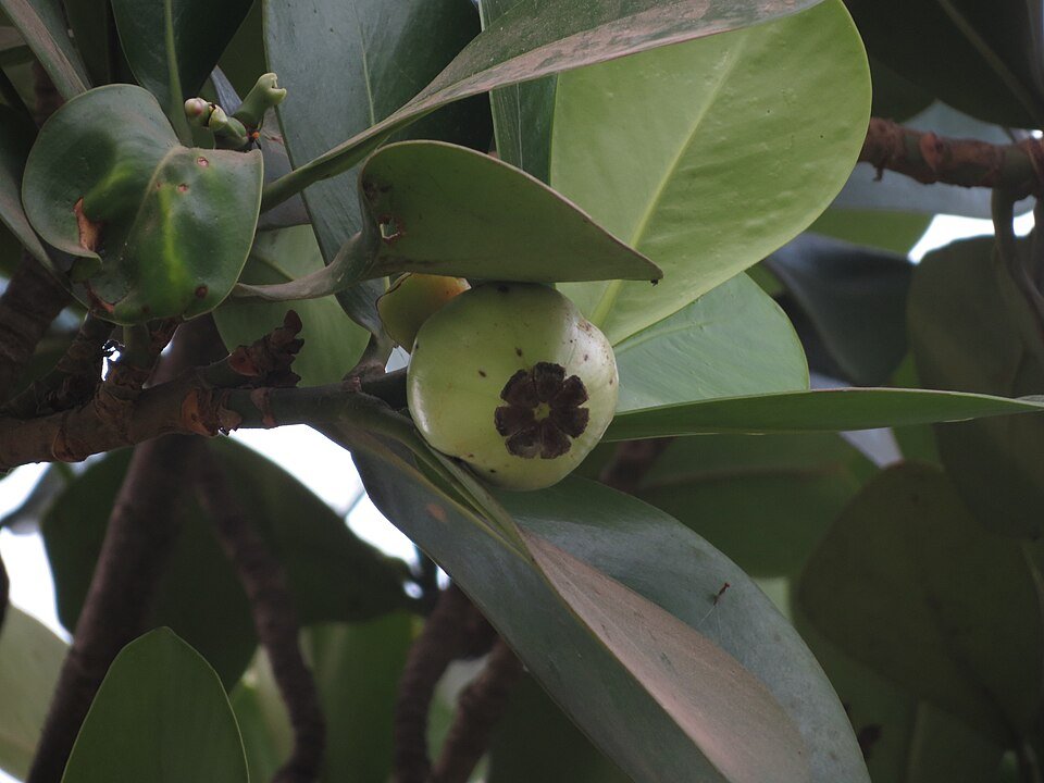 Clusia rosea plant met glanzende groene bladeren en witte bloemen.