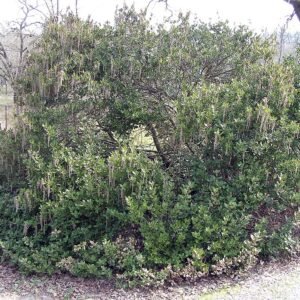 Zilverachtige bladeren van Garrya congdonii tegen neutrale achtergrond.