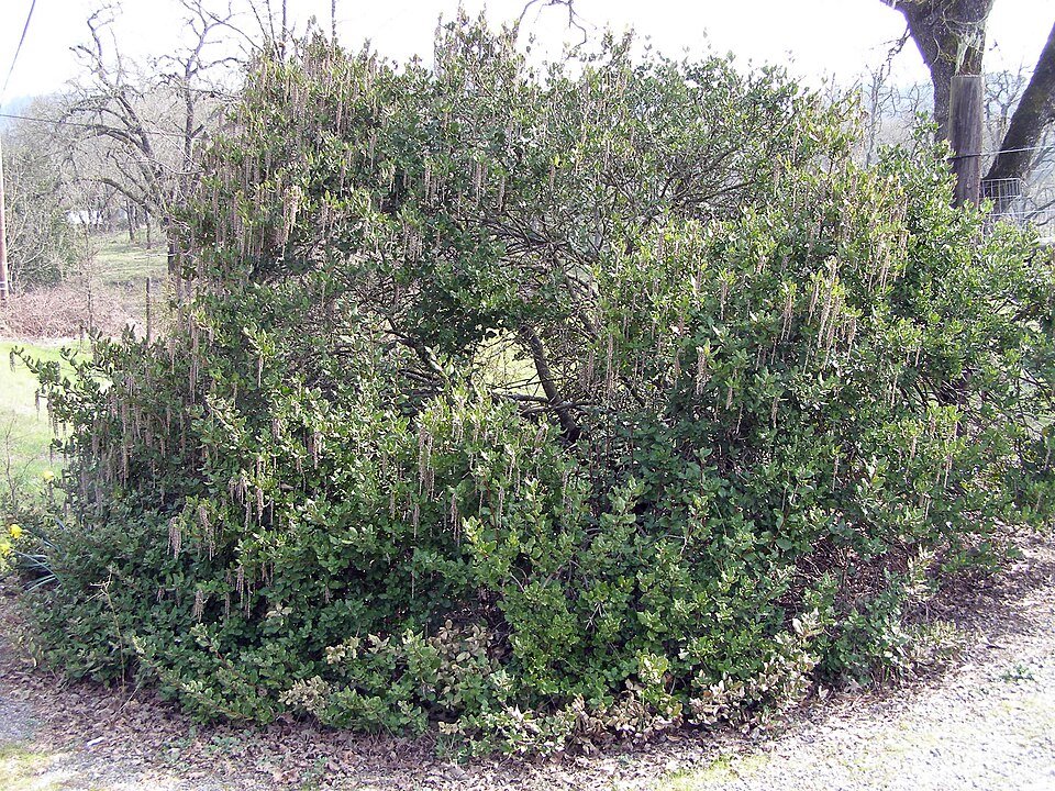 Zilverachtige bladeren van Garrya congdonii tegen neutrale achtergrond.
