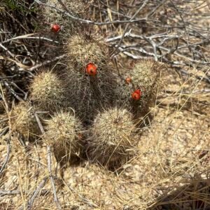Cochemiea armillata cactus met groene stekels en rode bloemen.