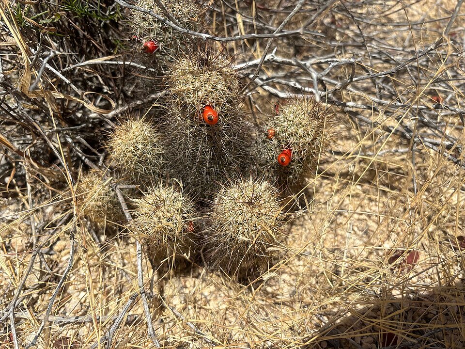 Cochemiea armillata cactus met groene stekels en rode bloemen.