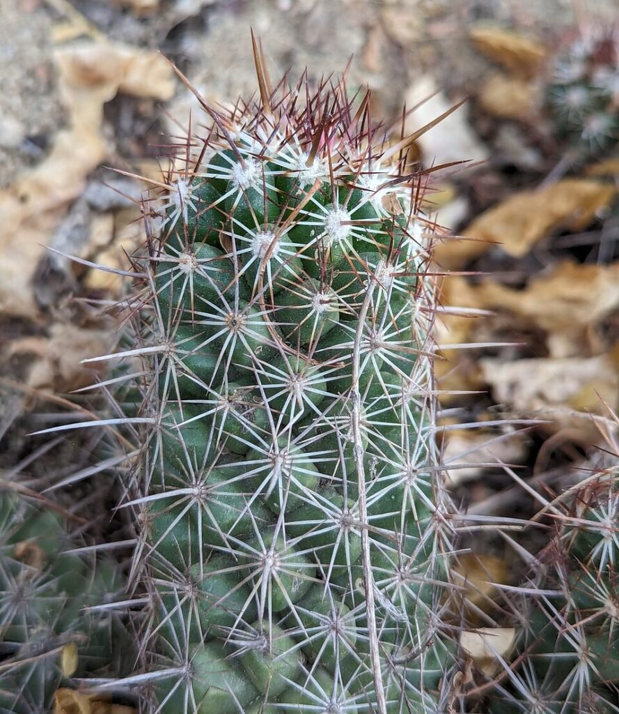 Cochemiea capensis cactus met felgele bloemen en stekels.