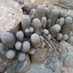 Zeldzame Cochemiea fraileana cactus met groene stekels.