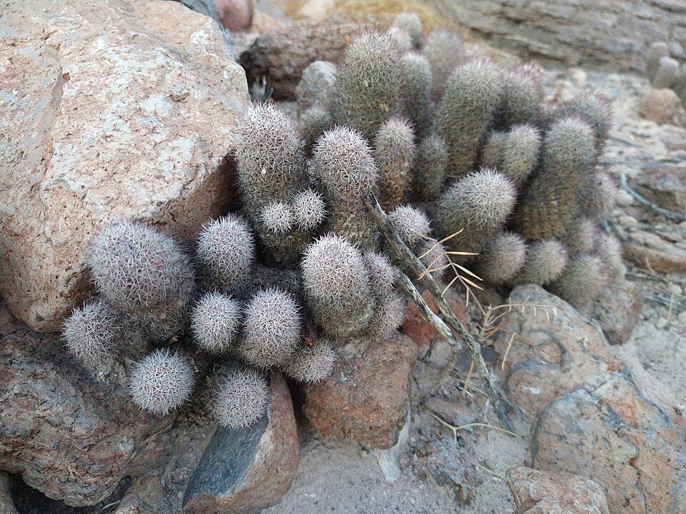 Zeldzame Cochemiea fraileana cactus met groene stekels.