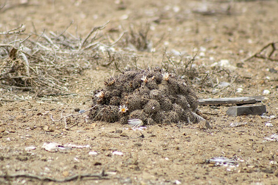 Yellow blooming Cochemiea goodridgei cactus plant in desert landscape.