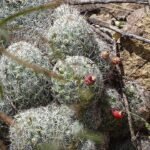 Cochemiea grahamii cactus met gele bloem in pot.