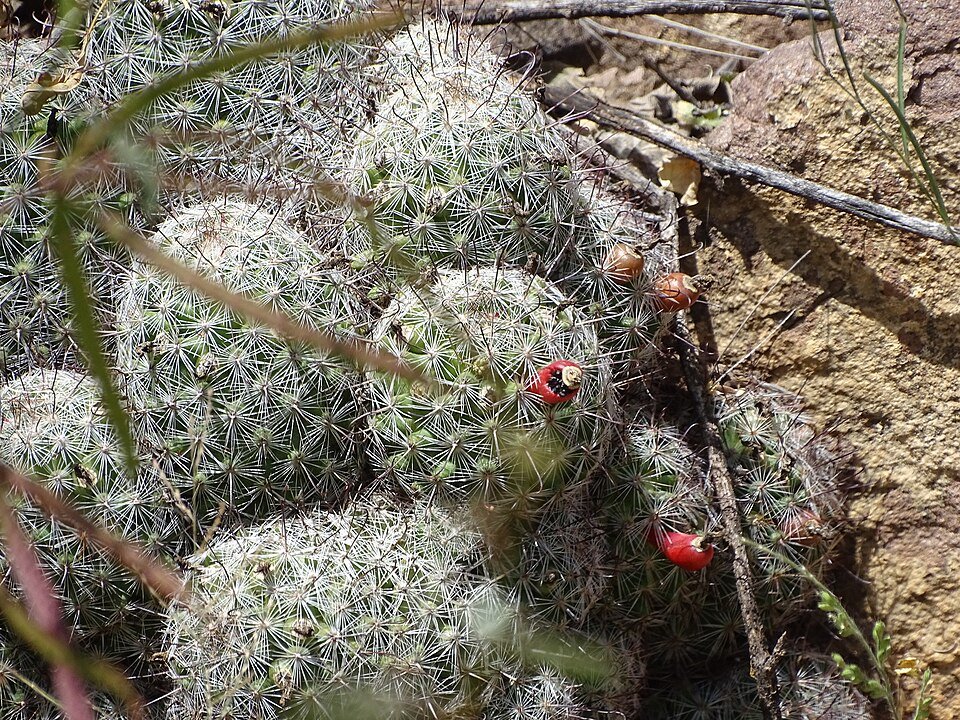 Cochemiea grahamii cactus met gele bloem in pot.