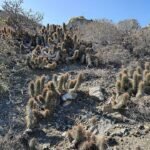 Cochemiea halei cactus met gele bloei en groene stekels.