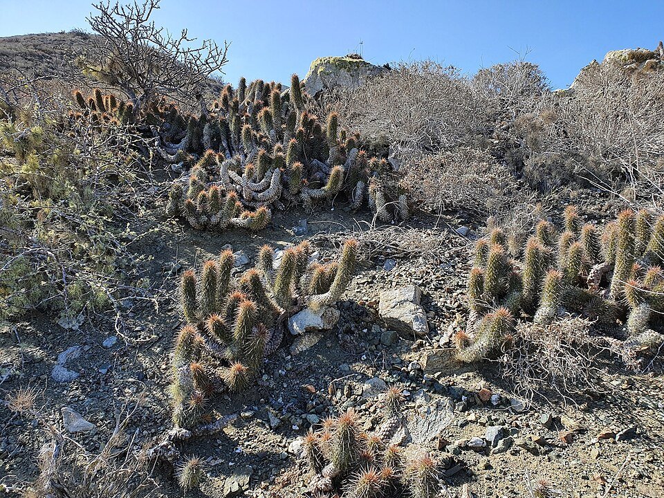 Cochemiea halei cactus met gele bloei en groene stekels.
