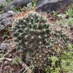 Gele bloemen op groen gestreepte Cochemiea mainiae cactusstengels.