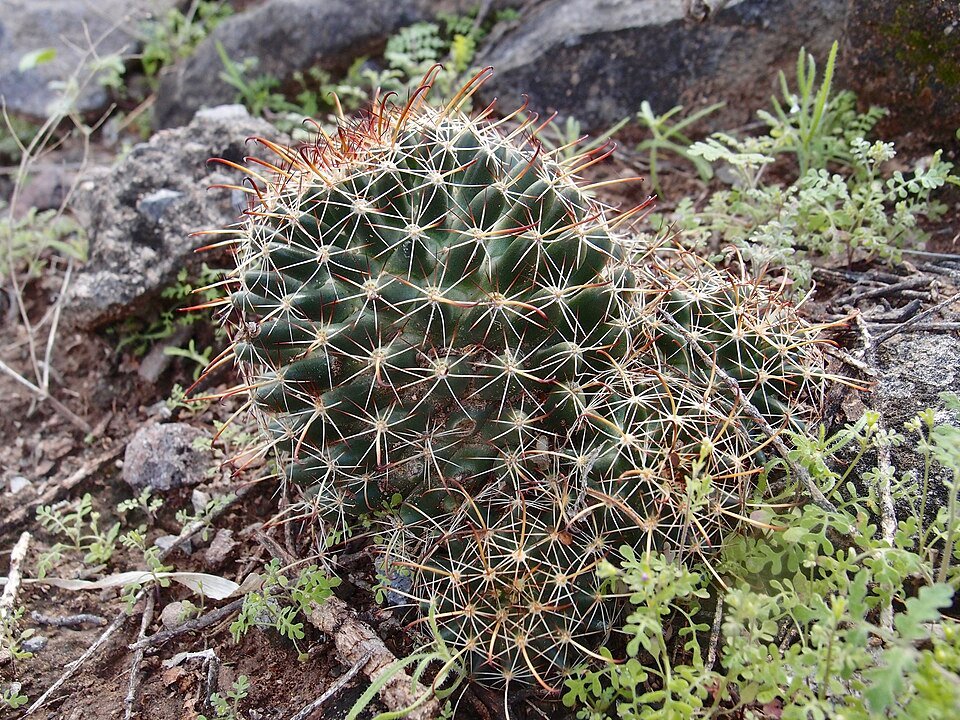 Gele bloemen op groen gestreepte Cochemiea mainiae cactusstengels.