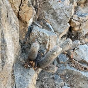 Cochemiea phitauiana cactus met bolvormige stekels en gele bloemen.
