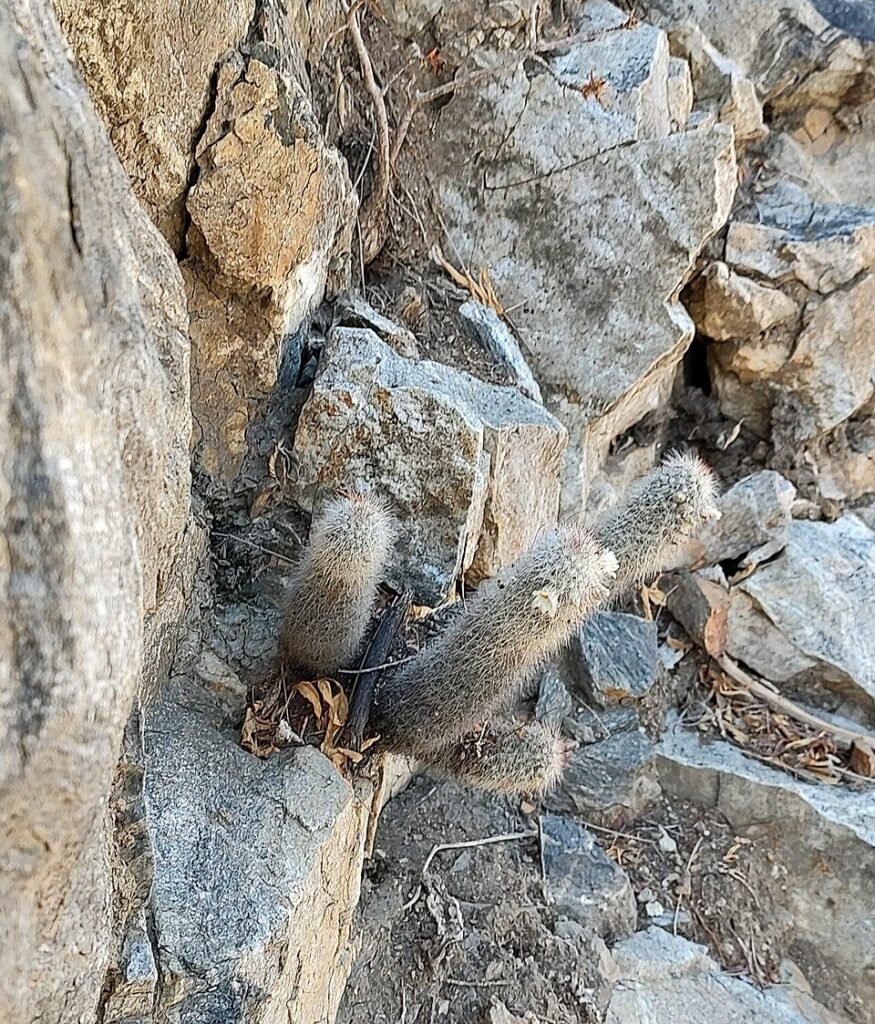 Cochemiea phitauiana cactus met bolvormige stekels en gele bloemen.