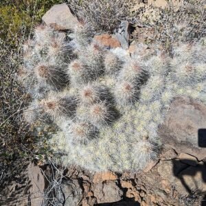 Cochemiea setispina cactus met stekelige stengels en gele bloemen in terracotta pot.