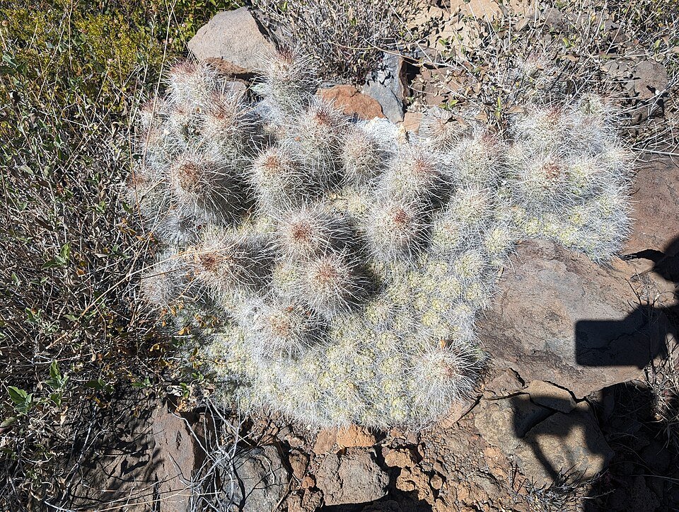 Cochemiea setispina cactus met stekelige stengels en gele bloemen in terracotta pot.
