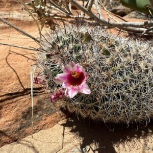 Bloeiende Cochemiea tetrancistra cactus met gele bloemen en stekels.