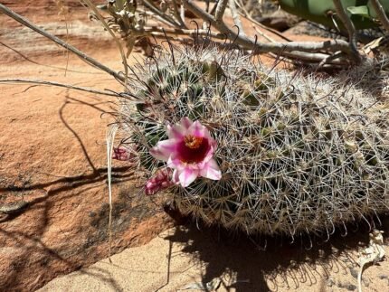 Bloeiende Cochemiea tetrancistra cactus met gele bloemen en stekels.