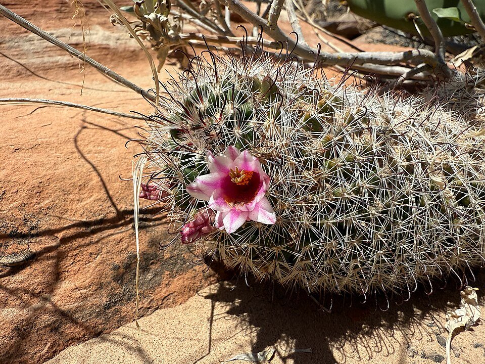 Bloeiende Cochemiea tetrancistra cactus met gele bloemen en stekels.