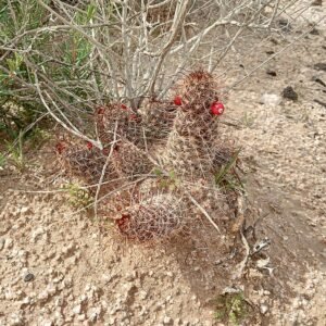 Cochemiea thornberi cactus met scherpe doornen en heldergroene stengels.