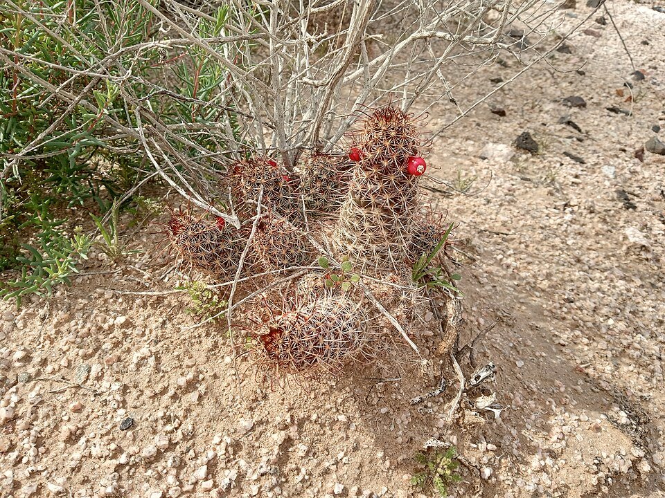 Cochemiea thornberi cactus met scherpe doornen en heldergroene stengels.