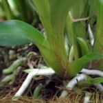 Warczewiczella discolor orchidee bloemen op kleigrond.