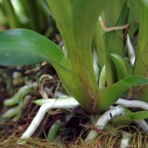 Warczewiczella discolor orchidee bloemen op kleigrond.