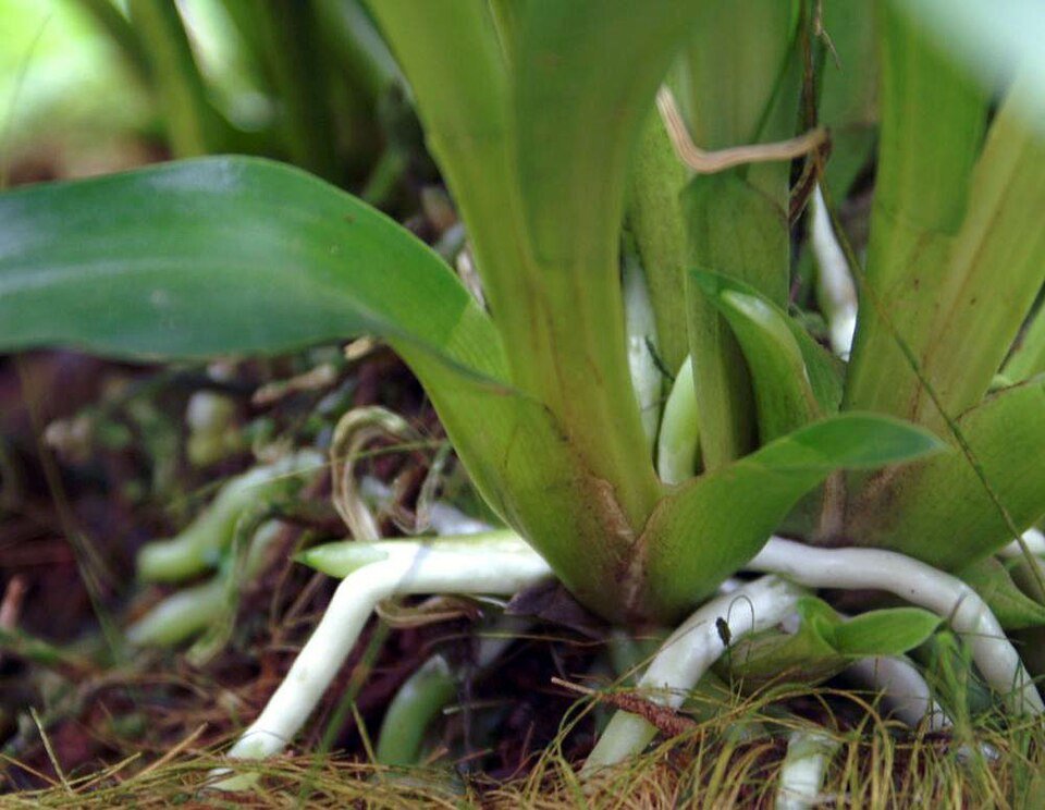 Warczewiczella discolor orchidee bloemen op kleigrond.