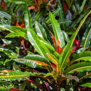 Tropische Codiaeum variegatum plant met bonte bladeren en groeit in Vietnam.