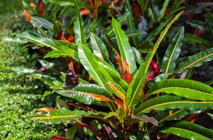 Tropische Codiaeum variegatum plant met bonte bladeren en groeit in Vietnam.